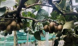 爱吃猕猴桃女方爆料视频,揭秘爱吃猕猴桃的甜蜜爱情故事