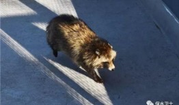 救助动物感人视频爆料,救助动物感人视频背后的感人故事