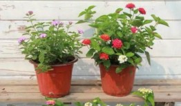 元梦情报局爆料最新消息视频,最新爆料视频深度解析