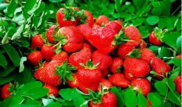 小草莓吃瓜网红欧美,揭秘网红欧美背后的故事