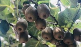 爱吃猕猴桃女方爆料视频,揭秘爱吃猕猴桃的甜蜜爱情故事