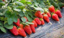 小草莓吃瓜网红欧美,揭秘网红欧美背后的故事