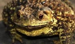 娱乐吃瓜大蛤蟆,揭秘娱乐圈幕后趣闻