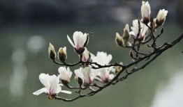 爆料玉兰花城事件视频,揭秘背后惊人真相