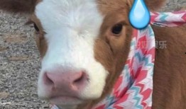 娱乐吃瓜酱作品,揭秘娱乐圈那些不为人知的幕后故事