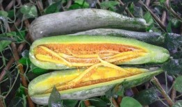 北美网红吃瓜视频网站大全